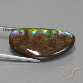 Ammolite Multicolore naturelle Fantaisie, 26.24 ct, Opaque