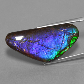 Ammolite Multicolore naturelle Forme fantaisie, 18.58 ct, Opaque