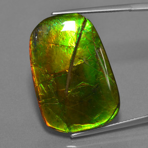Ammolite multicolore naturelle coupe coussin, 24,17 ct, opaque