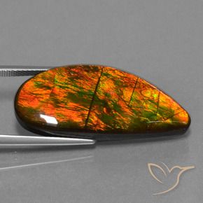 Ammolite Multicolore naturelle Fantaisie, 18.94 ct, Opaque