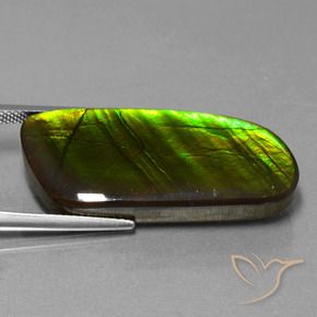 Ammolite Multicolore naturelle Fantaisie, 25.90 ct, Opaque