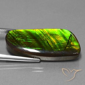 Ammolite Multicolore naturelle Fantaisie, 25.90 ct, Opaque