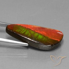 Ammolite Multicolore naturelle Fantaisie, 13.94 ct, Opaque