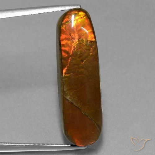 10.96ct Naturel Multicolore Ammolite, Fantaisie, Opaque