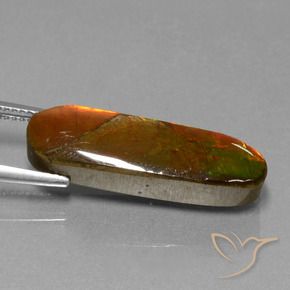 Ammolite Multicolore naturelle Fantaisie, 10.96 ct, Opaque