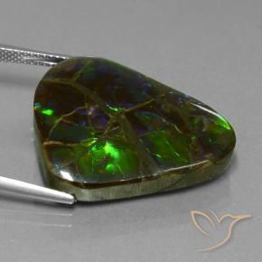 Ammolite Multicolore naturelle Trillion, 21.05 ct, Opaque