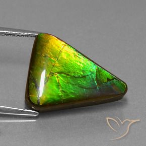 Ammolite multicolore naturelle trillion, 11,34 ct, opaque