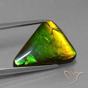 Ammolite multicolore naturelle trillion, 11,34 ct, opaque