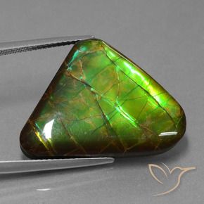 Ammolite Multicolore naturelle Trillion, 21.83 ct, Opaque