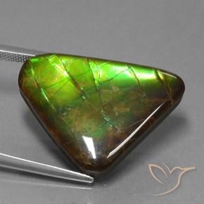 Ammolite Multicolore naturelle Trillion, 21.83 ct, Opaque