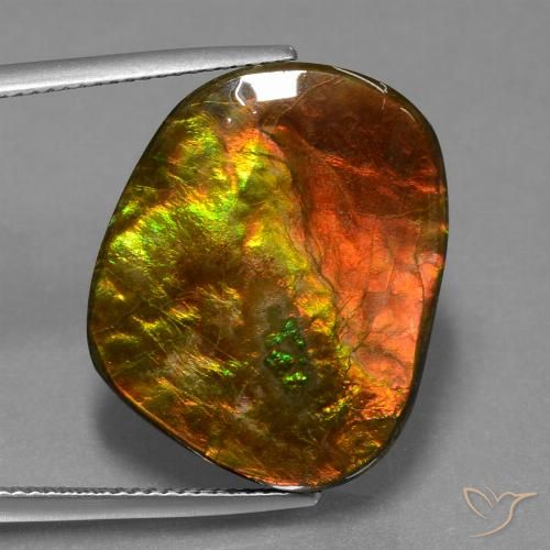 Ammolite Multicolore naturelle Fantaisie, 20.65 ct, Opaque