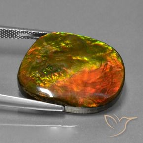 Ammolite Multicolore naturelle Fantaisie, 20.65 ct, Opaque