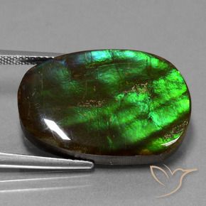 Ammolite Multicolore naturelle Fantaisie, 16.23 ct, Opaque