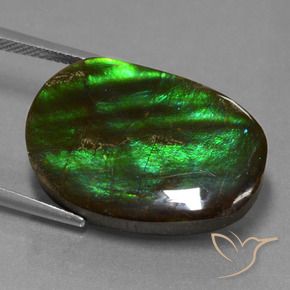 Ammolite Multicolore naturelle Fantaisie, 16.23 ct, Opaque