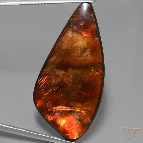 23.09ct Naturel Multicolore Ammolite, Fantaisie, Opaque
