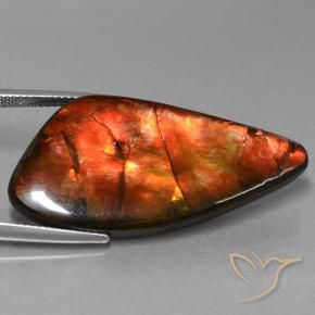 Ammolite Multicolore naturelle Fantaisie, 23.09 ct, Opaque