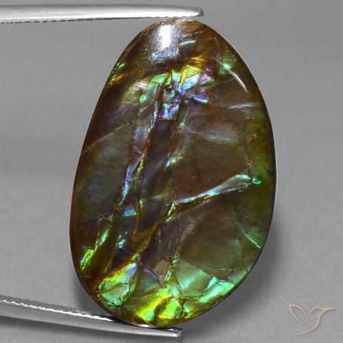 Ammolite Multicolore naturelle Fantaisie, 27.74 ct, Opaque