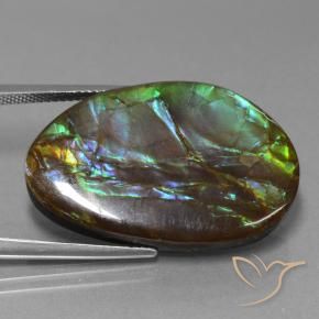 Ammolite Multicolore naturelle Fantaisie, 27.74 ct, Opaque