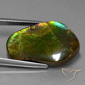 Ammolite Multicolore naturelle Fantaisie, 17.83 ct, Opaque