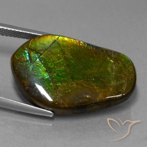 Ammolite Multicolore naturelle Fantaisie, 17.83 ct, Opaque