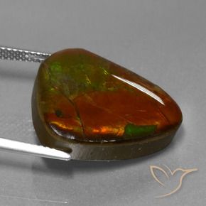 Ammolite Multicolore naturelle Fantaisie, 16.97 ct, Opaque