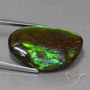 Ammolite Multicolore naturelle Fantaisie, 19.80 ct, Opaque