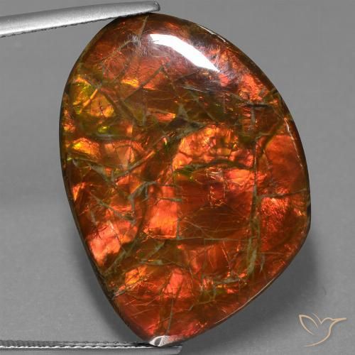 Ammolite Multicolore naturelle Fantaisie, 25.32 ct, Opaque