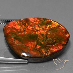 Ammolite Multicolore naturelle Fantaisie, 25.32 ct, Opaque