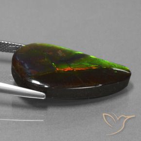 Ammolite Multicolore naturelle Fantaisie, 18.29 ct, Opaque