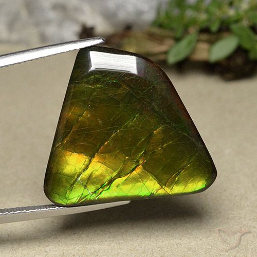 Ammolite Multicolore naturelle Fantaisie, 18.57 ct, Opaque