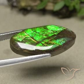 Ammolite Multicolore naturelle Fantaisie, 12.62 ct, Opaque