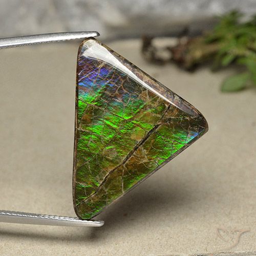 20.55ct Naturel Multicolore Ammolite, Trillion, Opaque