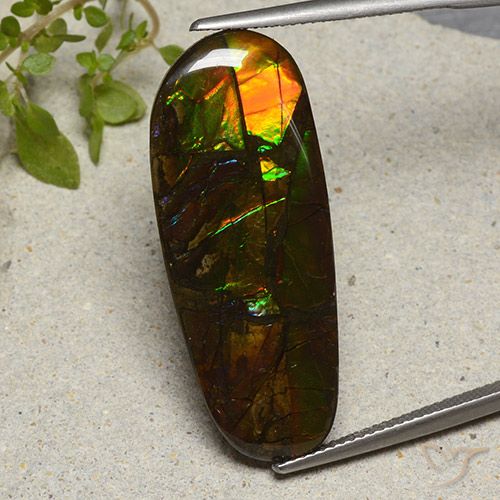 19.11ct Naturel Multicolore Ammolite, Fantaisie, Opaque