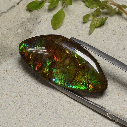 Ammolite Multicolore naturelle Fantaisie, 20.58 ct, Opaque