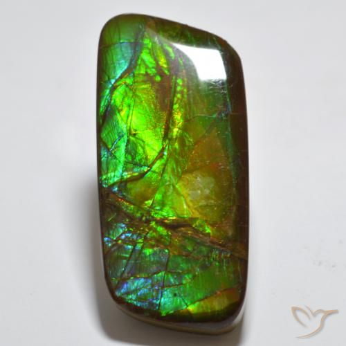 23.38ct Naturel Multicolore Ammolite, Fantaisie, Opaque