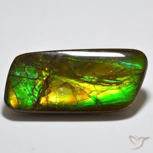 Ammolite Multicolore naturelle Fantaisie, 23.38 ct, Opaque