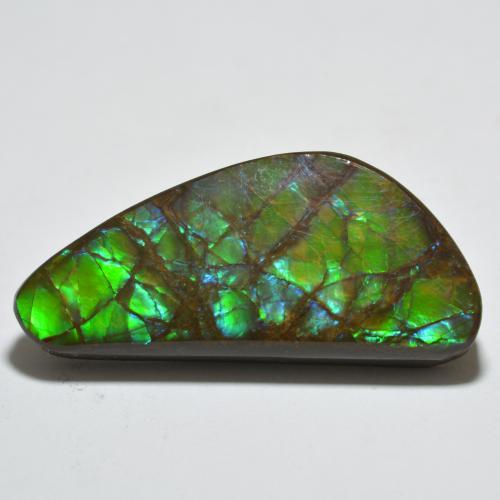 Ammolite Multicolore naturelle Forme fantaisie, 20.99 ct, Opaque
