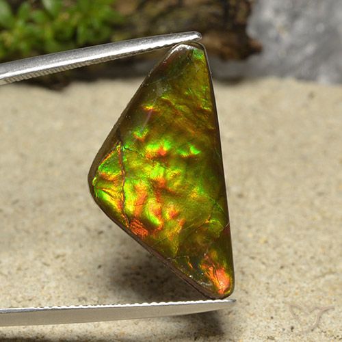 Ammolite Multicolore naturelle Trillion, 12.19 ct, Opaque