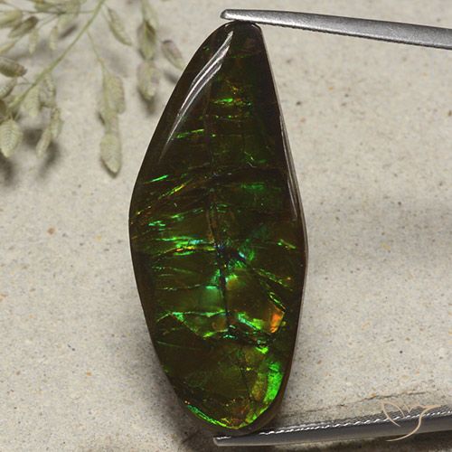 19.53ct Naturel Multicolore Ammolite, Fantaisie, Opaque