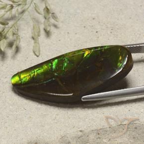 Ammolite Multicolore naturelle Fantaisie, 19.53 ct, Opaque