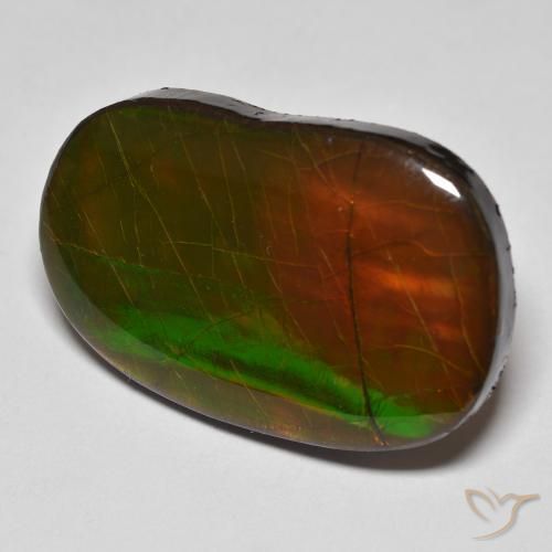 Ammolite Multicolore naturelle Fantaisie, 22.58 ct, Opaque