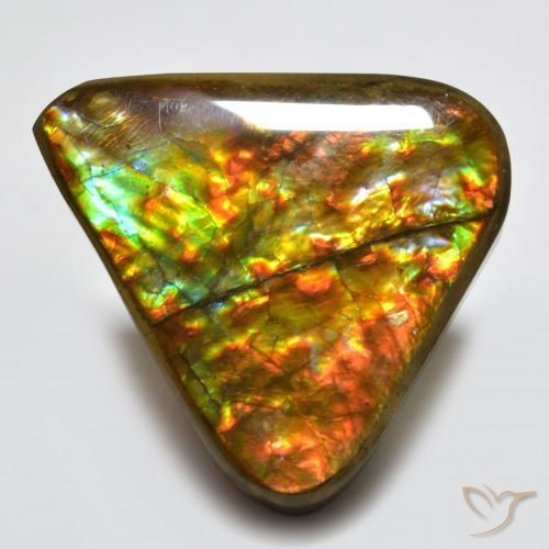 Ammolite Multicolore naturelle Trillion, 16.58 ct, Opaque
