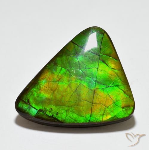 Ammolite Multicolore naturelle Fantaisie, 20.44 ct, Opaque