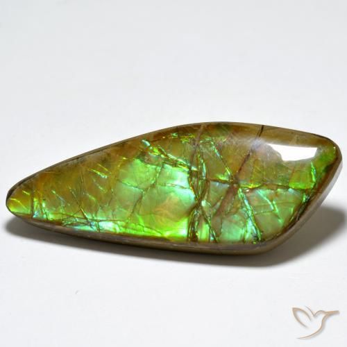 Ammolite Multicolore naturelle Fantaisie, 24.80 ct, Opaque