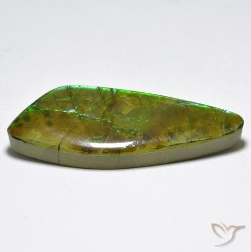 Ammolite Multicolore naturelle Fantaisie, 24.80 ct, Opaque
