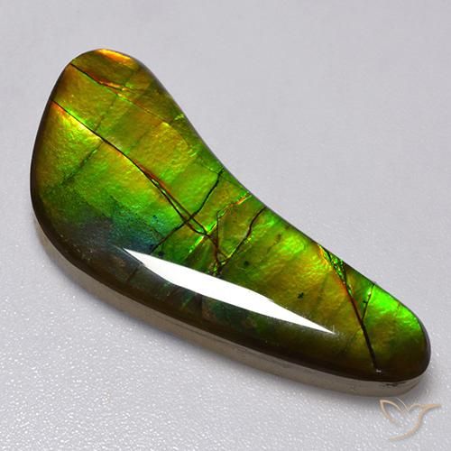 Ammolite Multicolore naturelle Fantaisie, 13.02 ct, Opaque