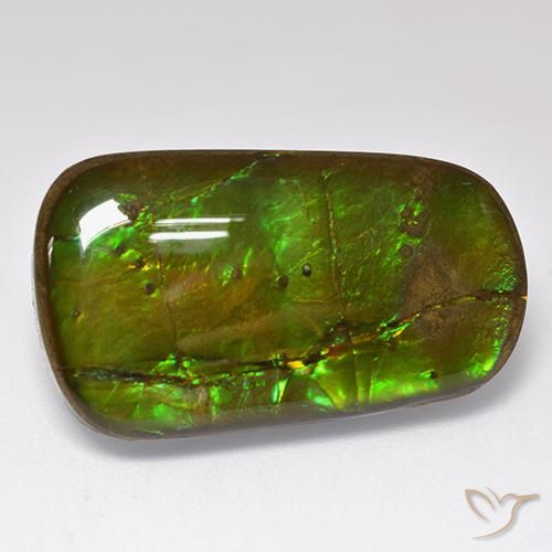 Ammolite Multicolore naturelle Fantaisie, 24.17 ct, Opaque