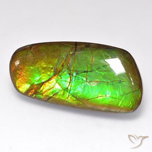 Ammolite Multicolore naturelle Fantaisie, 12.44 ct, Opaque