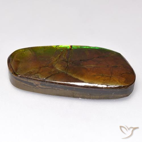Ammolite Multicolore naturelle Fantaisie, 12.44 ct, Opaque