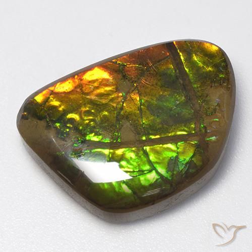 Ammolite Multicolore naturelle Fantaisie, 13.40 ct, Opaque